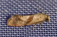 Cochylidia implicitana
