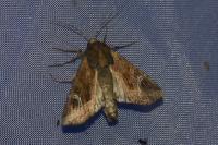 Helotropha leucostigma