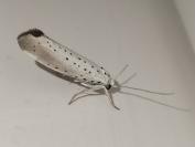 Yponomeuta rorrella