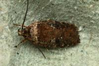 Agonopterix purpurea