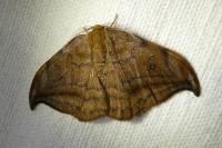 Drepana curvatula