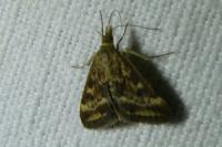 Pyrausta despicata