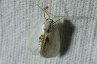 Cilix hispanica