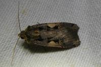 Xestia c-nigrum