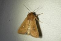 Mythimna albipuncta