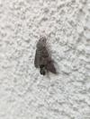 Macroglossum stellatarum