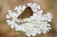 Lycaena phlaeas