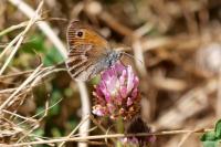 Coenonympha pamphilus