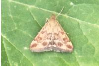 Pyrausta despicata