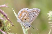 Polyommatus icarus