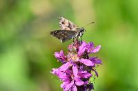 Carcharodus alceae