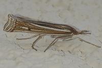 Ancylolomia tentaculella