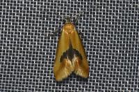 Batia lambdella