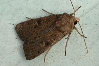 Xestia xanthographa