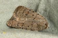 Caradrina clavipalpis