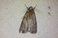 Acronicta psi/tridens