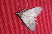 Mecyna asinalis
