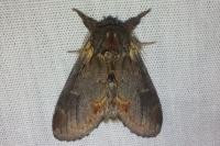 Notodonta dromedarius