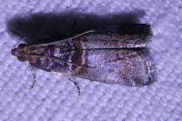 Acrobasis