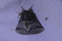 Thaumetopoea processionea