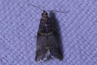 Acrobasis