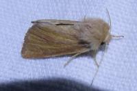 Denticucullus pygmina