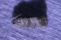Cydia pomonella
