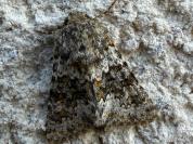 Hecatera dysodea