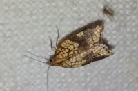 Acleris rhombana