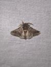 Thaumetopoea processionea