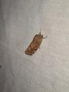 Cosmia affinis