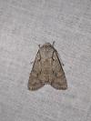 Lithophane ornitopus