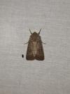Hoplodrina ambigua