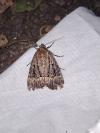Amphipyra pyramidea