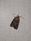 Noctua janthe/janthina