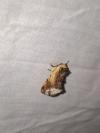 Ptilodon cucullina