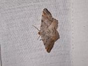 Macaria liturata