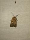 Agrotis exclamationis