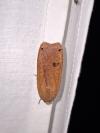 Noctua pronuba