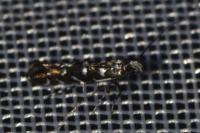 Parectopa ononidis