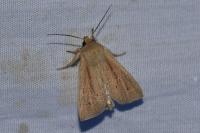 Mythimna straminea