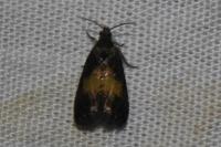 Endothenia nigricostana