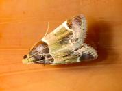 Pyralis farinalis