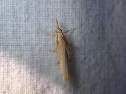 Agriphila
