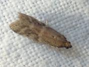 Ephestia