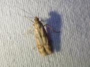 Homoeosoma sinuella