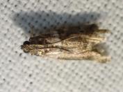 Acrobasis consociella