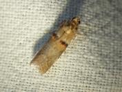 Acrobasis tumidana
