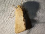 Mythimna vitellina