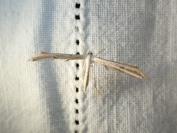 Emmelina argoteles/monodactyla
